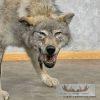 Alaskan Grey Wolf Life-Size Taxidermy Mount For Sale - Image 6