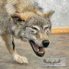 Alaskan Grey Wolf Life-Size Taxidermy Mount For Sale - Image 7