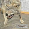Alaskan Grey Wolf Life-Size Taxidermy Mount For Sale - Image 8