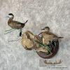 Ruddy Duck Pair Taxidermy Bird Mount For Sale - Image 2
