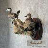 Ruddy Duck Pair Taxidermy Bird Mount For Sale - Image 3