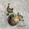 Ruddy Duck Pair Taxidermy Bird Mount For Sale - Image 4