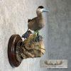 Ruddy Duck Pair Taxidermy Bird Mount For Sale - Image 5