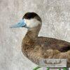 Ruddy Duck Pair Taxidermy Bird Mount For Sale - Image 6