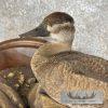 Ruddy Duck Pair Taxidermy Bird Mount For Sale - Image 7