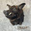 Russian Boar Taxidermy Shoulder Mount For Sale - Image 2