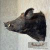 Russian Boar Taxidermy Shoulder Mount For Sale - Image 3