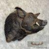 Russian Boar Taxidermy Shoulder Mount For Sale - Image 4
