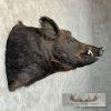 Russian Boar Taxidermy Shoulder Mount For Sale - Image 5