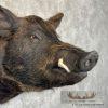 Russian Boar Taxidermy Shoulder Mount For Sale - Image 6