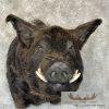 Russian Boar Taxidermy Shoulder Mount For Sale - Image 7