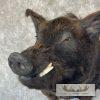 Russian Boar Taxidermy Shoulder Mount For Sale - Image 8