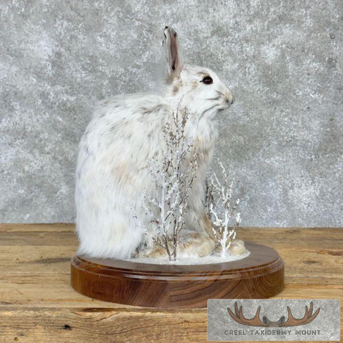 Snowshoe Hare (Rabbit) Taxidermy Mount For Sale - Image 2