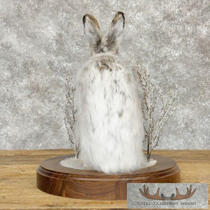 Snowshoe Hare (Rabbit) Taxidermy Mount For Sale - Image 3