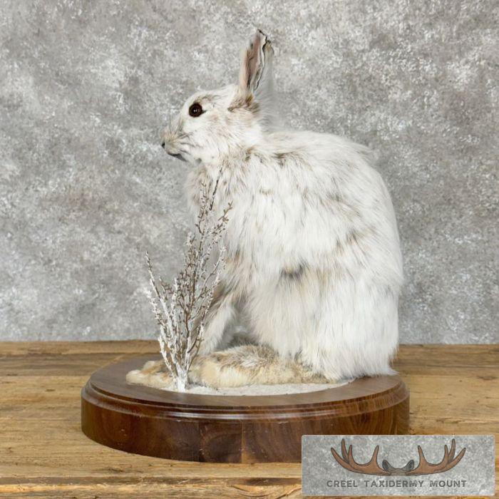 Snowshoe Hare (Rabbit) Taxidermy Mount For Sale - Image 4