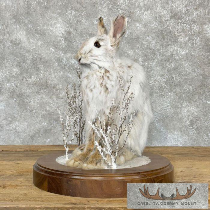 Snowshoe Hare (Rabbit) Taxidermy Mount For Sale - Image 5