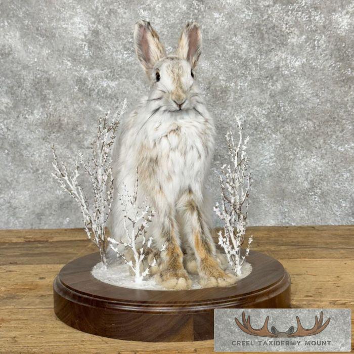 Snowshoe Hare (Rabbit) Taxidermy Mount For Sale - Image 6