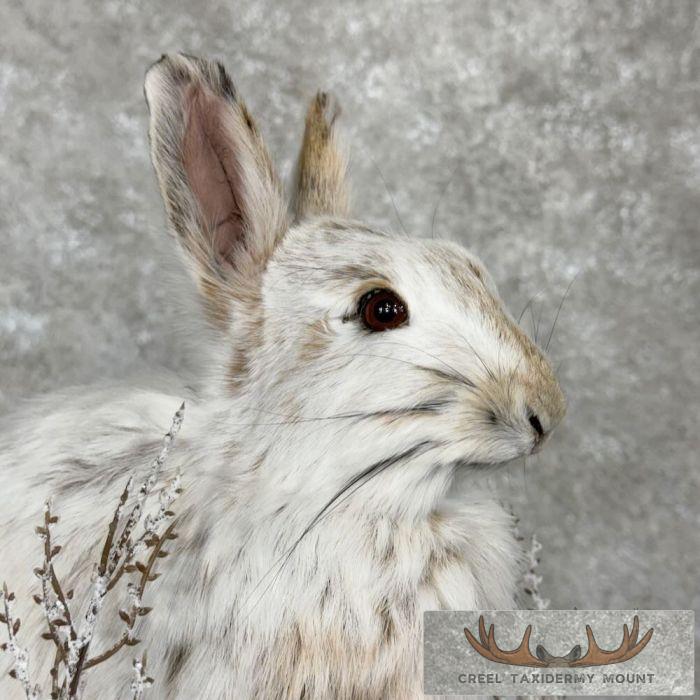 Snowshoe Hare (Rabbit) Taxidermy Mount For Sale - Image 7