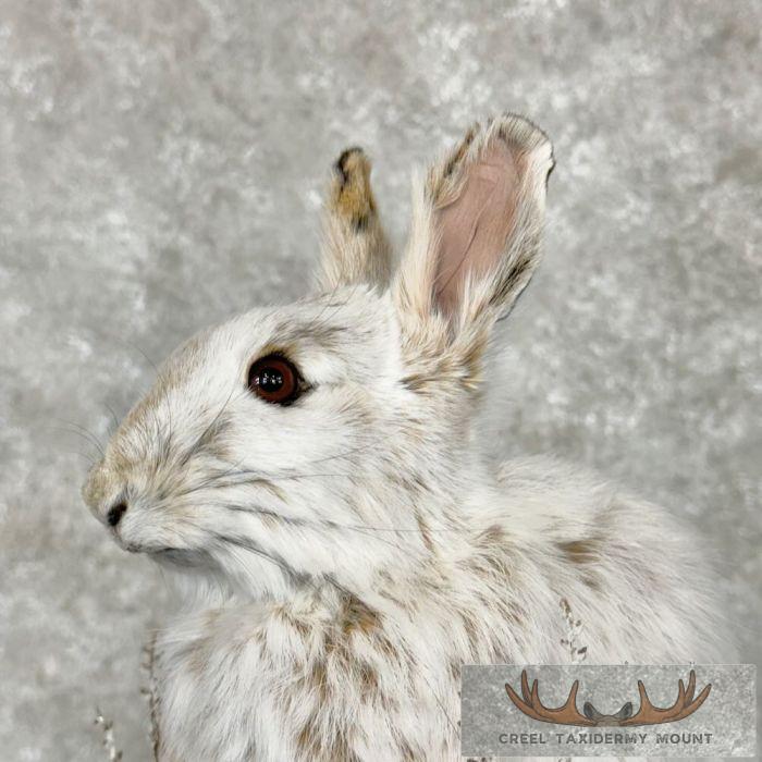 Snowshoe Hare (Rabbit) Taxidermy Mount For Sale - Image 8