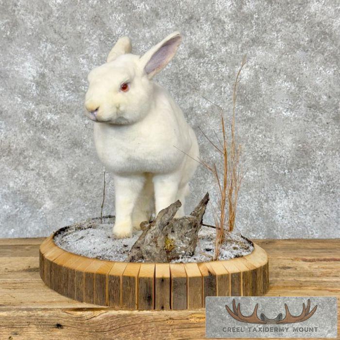 Albino Rabbit Life-size Taxidermy Mount For Sale - Creel Taxidermy Albino Rabbit Life-size Taxidermy Mount For Sale - Creel Taxidermy