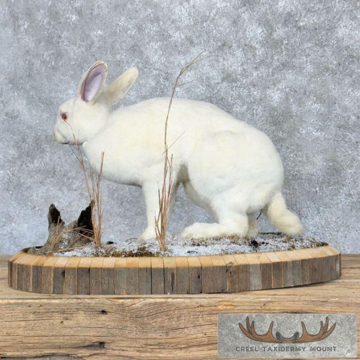 Albino Rabbit Life-size Taxidermy Mount For Sale - Creel Taxidermy Albino Rabbit Life-size Taxidermy Mount For Sale - Creel Taxidermy