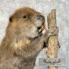 North American Beaver Taxidermy Mount For Sale - Image 2