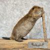 North American Beaver Taxidermy Mount For Sale - Image 3