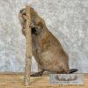 North American Beaver Taxidermy Mount For Sale - Image 4