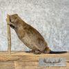 North American Beaver Taxidermy Mount For Sale - Image 5