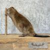 North American Beaver Taxidermy Mount For Sale - Image 6