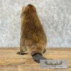 North American Beaver Taxidermy Mount For Sale - Image 7