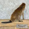 North American Beaver Taxidermy Mount For Sale - Image 8