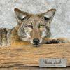 Coyote Soft Body Taxidermy Mount For Sale - Image 2