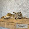 Coyote Soft Body Taxidermy Mount For Sale - Image 3