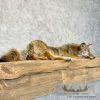 Coyote Soft Body Taxidermy Mount For Sale - Image 4