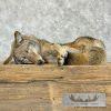 Coyote Soft Body Taxidermy Mount For Sale - Image 5