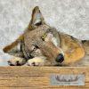 Coyote Soft Body Taxidermy Mount For Sale - Image 6