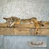 Coyote Soft Body Taxidermy Mount For Sale - Image 7