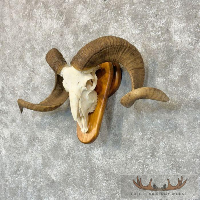 Corsican Ram Skull & Horn European Taxidermy Mount For Sale - Image 2