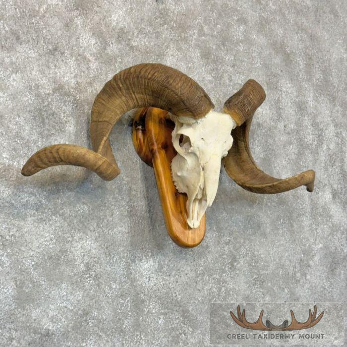 Corsican Ram Skull & Horn European Taxidermy Mount For Sale - Image 3
