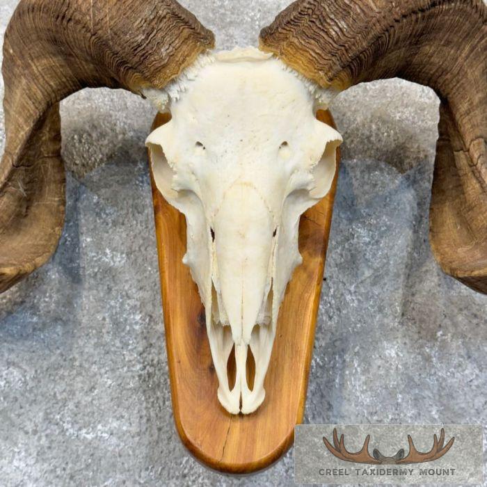 Corsican Ram Skull & Horn European Taxidermy Mount For Sale - Image 4