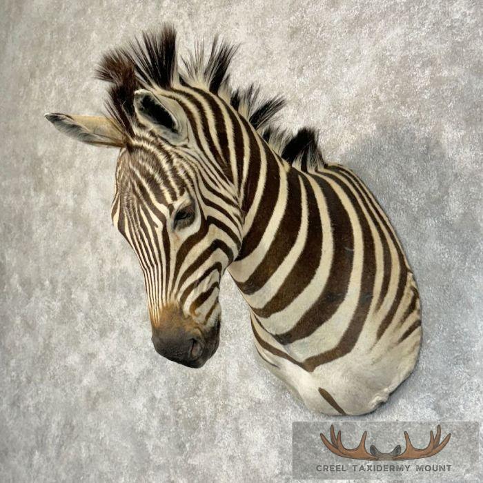 African Burchell's Zebra Taxidermy Shoulder Mount For Sale - Image 2