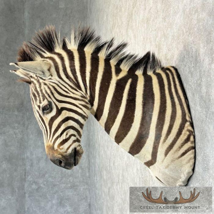 African Burchell's Zebra Taxidermy Shoulder Mount For Sale - Image 3