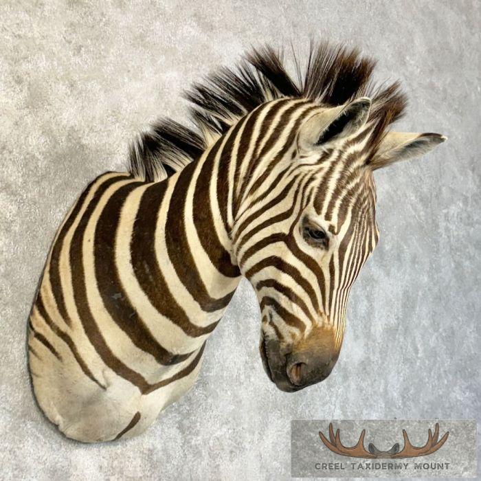 African Burchell's Zebra Taxidermy Shoulder Mount For Sale - Image 4