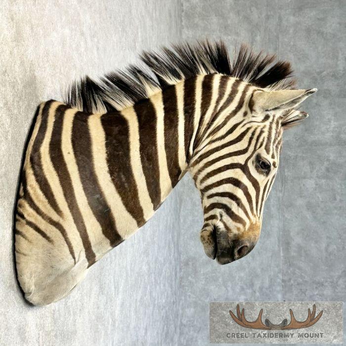 African Burchell's Zebra Taxidermy Shoulder Mount For Sale - Image 5