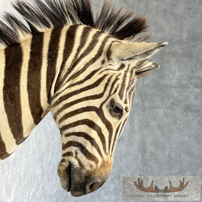 African Burchell's Zebra Taxidermy Shoulder Mount For Sale - Image 6