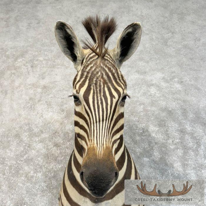 African Burchell's Zebra Taxidermy Shoulder Mount For Sale - Image 7