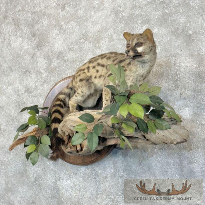 African Genet Cat Taxidermy Mount For Sale - Image 2