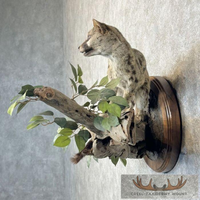 African Genet Cat Taxidermy Mount For Sale - Image 3