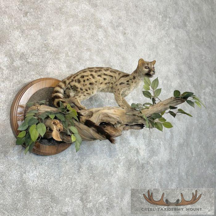 African Genet Cat Taxidermy Mount For Sale - Image 4